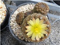 Copiapoa barquitensis